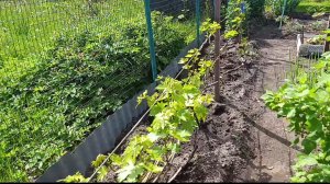 Так виноград я ещё никогда не подкармливала 🤔🍇