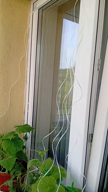 ОГОРОД НА БАЛКОНЕ / ОГУРЦЫ НА ПОДОКОННИКЕ ПОДРАСЛИ / ПОДВЯЗЫВАЕМ ОГУРЦЫ/ КСЮШИН ДОМ