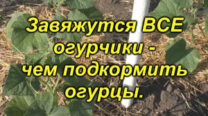 Чем подкормить огурцы. 100 % все завязи на огурцах превратятся в зеленцы!