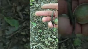 Запорол все кадры, но кое что осталось)