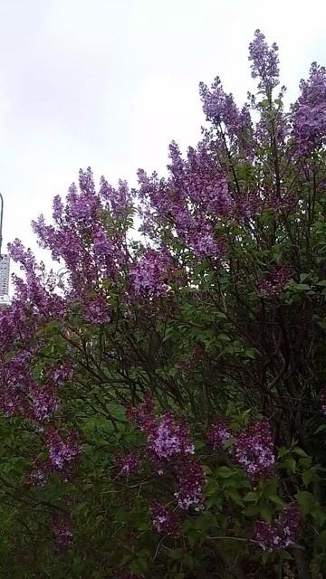 lilac смотреть онлайн