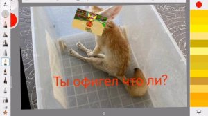 Новый мем!