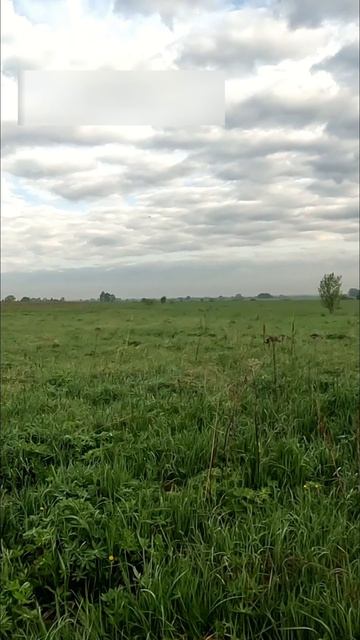 Куропатки затаились, но спаниель их нашел