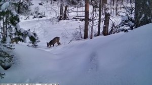Видео от Красноярская тайга. Фотоловушки