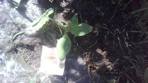 Полив нашего разносортого посева кабачков в грунт (НАБЛЮДАЕМ ЭКСПЕРИМЕНТ)