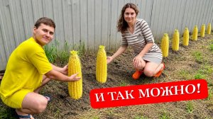 НАШ ПЕРВЫЙ ОГОРОД! Вернулись из МОСКВЫ на КУБАНЬ, расчистили участок и посадили кукурузу.