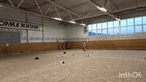 РО-2 Пасынкова Евгения папильон Фенек Кубок Панды 2026 по ралли обидиенс онлайн