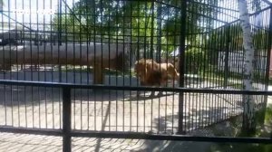 Лев рычит. Рык Льва. Рычание Льва