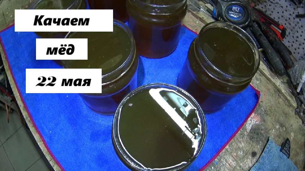 Свежий мёд 22 мая 26 года. смотреть онлайн