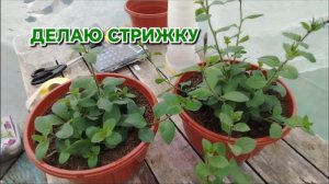 Стрижка петунии в кашпо