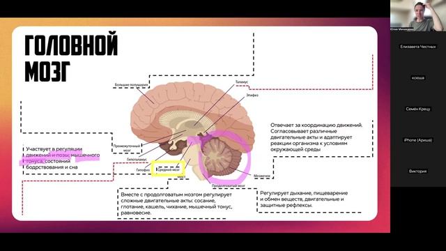 Нервная система (сб 11-30)