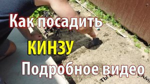 Как посадить КИНЗУ в открытый грунт семенами