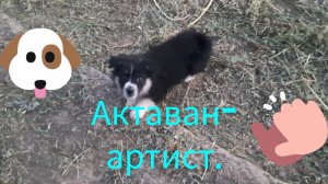 Актаван- артист.💥🐶