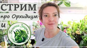 Запись Стрима - Часть Вторая. Белка Сид в ПРЯМОМ ЭФИРЕ! Добрый Вечер Вопросов и Вкусного ЧАЯ.