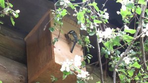 Синичник в ветвях яблони. Птичкам нравится