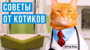Доктор Котик рекомендует) Приколы с котами
