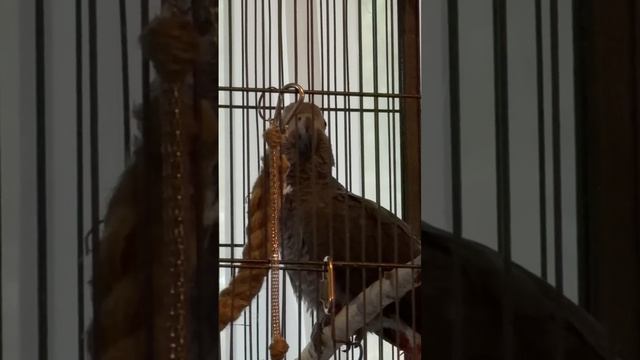 23-05-2026. Попугай 🦜 Жако поет. смотреть онлайн