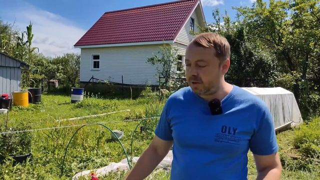Новый способ посадки арбуза.
