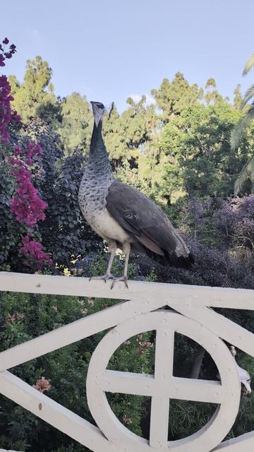 Павлин мавлин 🦚🦚🦚