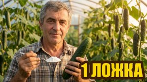 Не подкармливай огурцы, пока не посмотришь на ЛИСТЬЯ — одна ошибка и урожай пропал