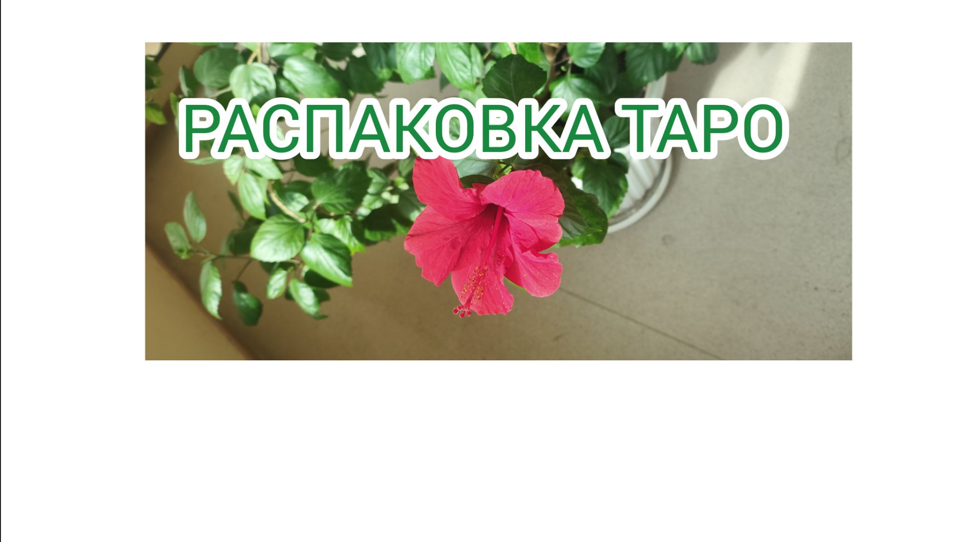 🛒🛒🛒❇️РАСПАКОВКА НОВОЙ КОЛОДЫ ТАРО ❇️👀ОБЗОР❇️💚💚💚💚💚💚💚💚💚💚💚💚💚