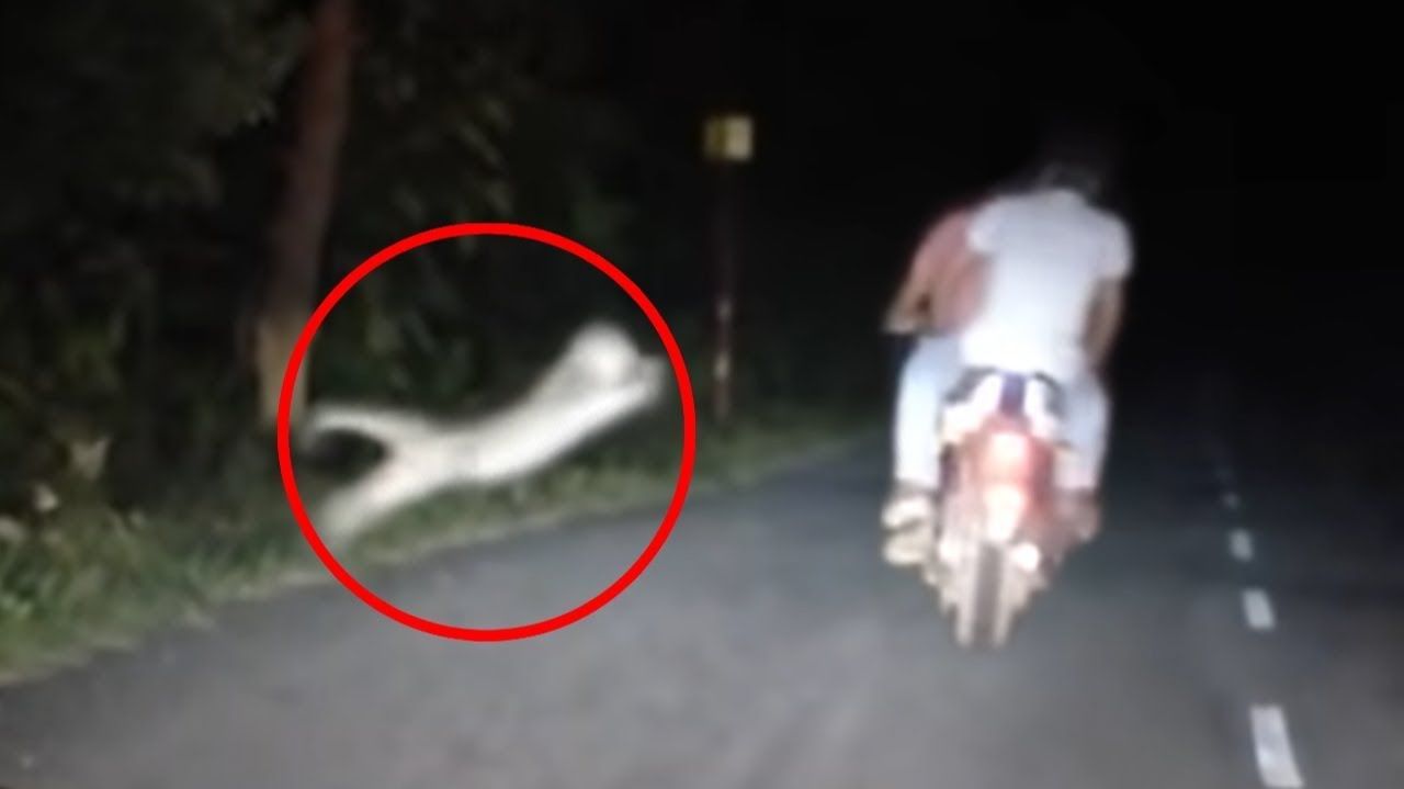Неожиданные встречи с ДИКИМИ КОШКАМИ, снятые на видео! смотреть онлайн