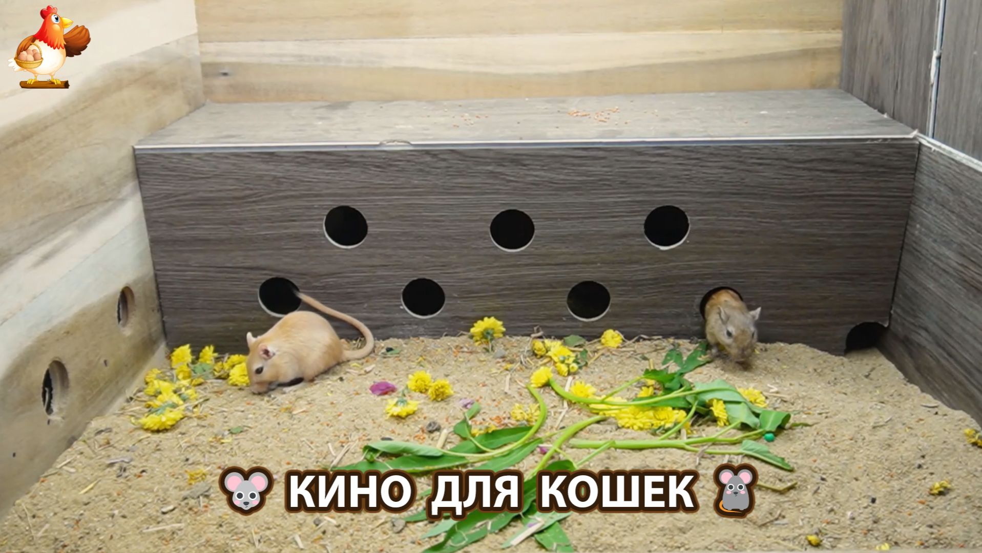 Видео для кошек про крысок развлекать питомцев 🐭🐀😂 (538) смотреть онлайн