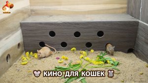 Видео для кошек про крысок развлекать питомцев 🐭🐀😂 (538)
