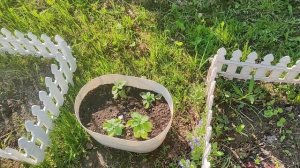 Навела порядки на веранде и в сарайке, перебрала рассаду