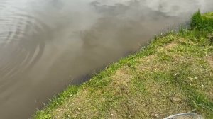 Карп
