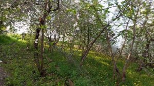 САД И ОГОРОД.  Вишня в моем саду.