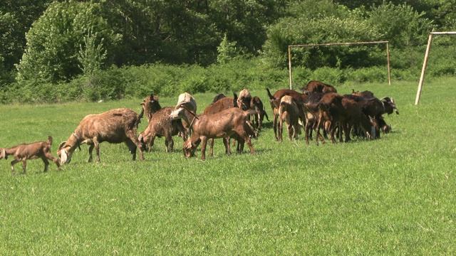 Хорошо в селе возле берега Чёрного моря