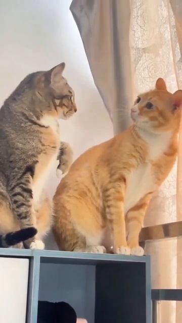 Видео от Tom and Сats / Кот на карте