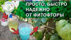 КАК ОБРАБОТАТЬ ПОМИДОРЫ И ЗАБУДЬТЕ ПРО ФИТОФТОРОЗ НА ПОМИДОРАХ.