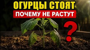 Огурцы не растут после посадки Не делайте эти ошибки!