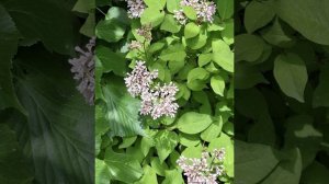 Очень люблю цветы, природу и весну🌷🌸🩷💗💕💚🌿🪻☀️💛🧡🌼⚘️🌹🍀☘️.mp4