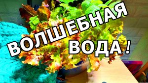 ЧУДО ВОЗРОЖДЕНИЯ, ЗЕЛЕНЬ ОЖИВАЕТ!