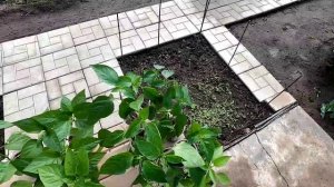 Перцы на 23 мая