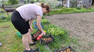 23-05-2026. Соня переехала на дачу. Посадили картошку. Петунии.
