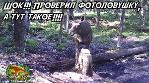 Шок!!! Проверил фотоловушку, а тут такое!!!! 23.05.26