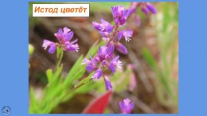 Истод цветёт в мае