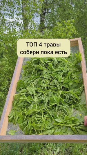 Травы для сбора сейчас