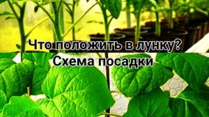 23-05-2026 Первая ПОСАДКА  Томатов и Баклажан.КАК Привильно ?