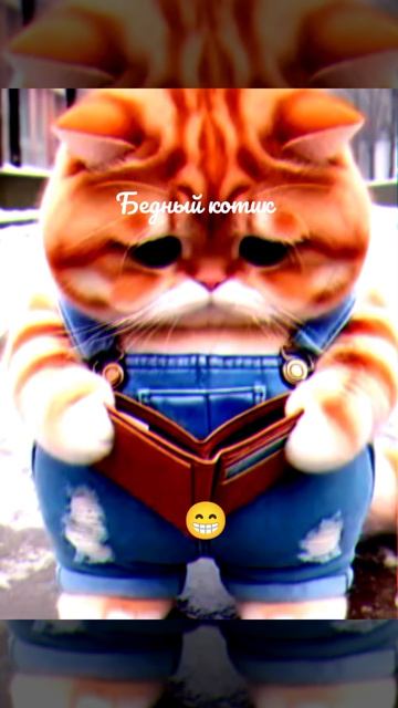 рубрика про котов который я видел