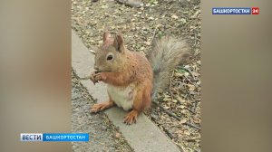 В Уфе белочку запечатлели за поеданием вкусняшек