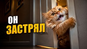 Смех до слёз: лучшие приколы №271