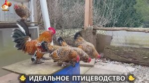 Идеальное птицеводство достойно восхищения 🐓🦆🦢🦚🦃🐔 эпизод (497)
