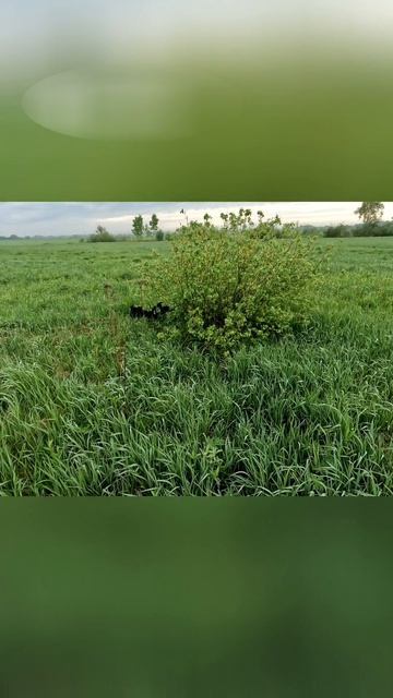 Азартная работа спаниеля по птице