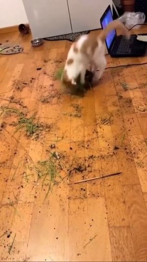 video_14440627462087