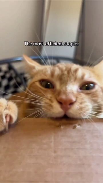 Смешные коты #122-2